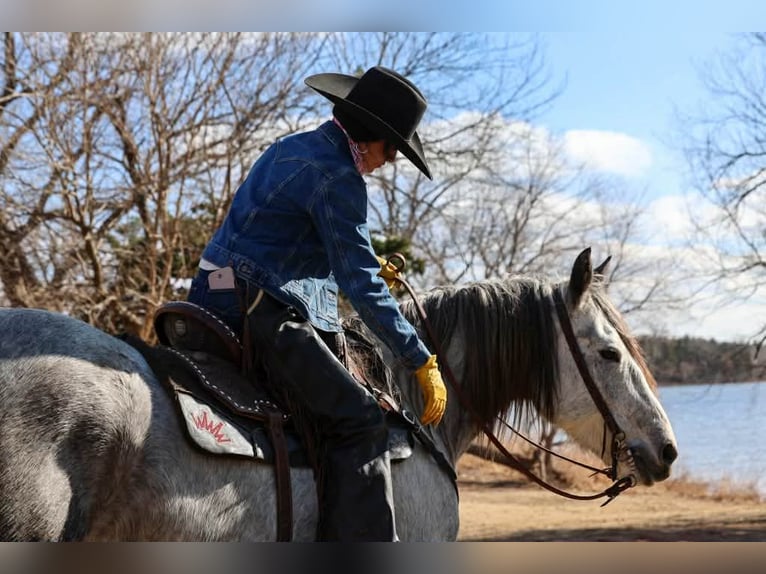 Draft Horse Gelding 9 years 14,3 hh Grey in Ripley