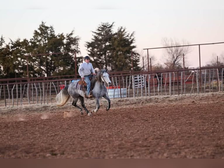Draft Horse Gelding 9 years 14,3 hh Grey in Ripley