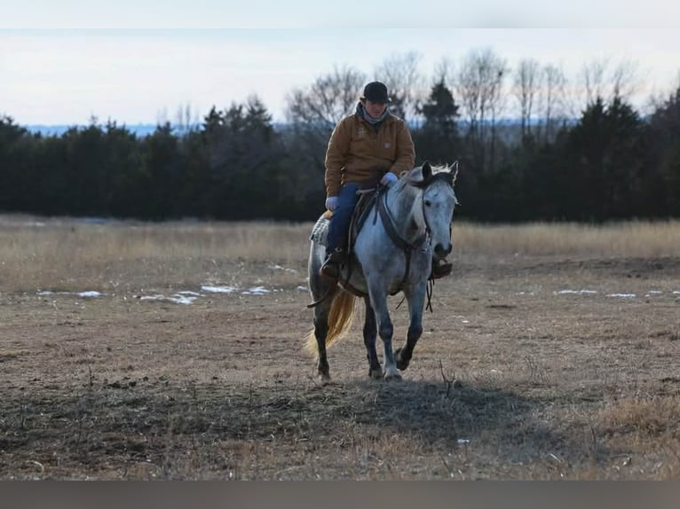Draft Horse Gelding 9 years 14,3 hh Grey in Ripley