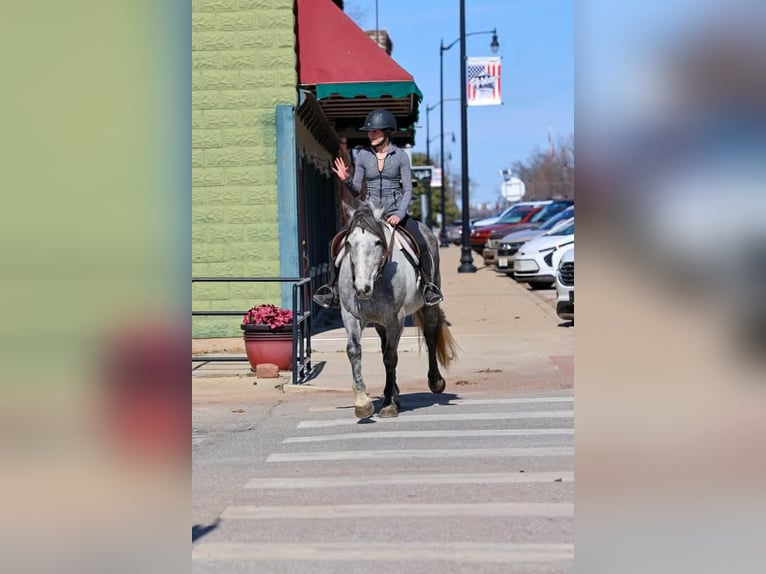 Draft Horse Gelding 9 years 14,3 hh Grey in Ripley