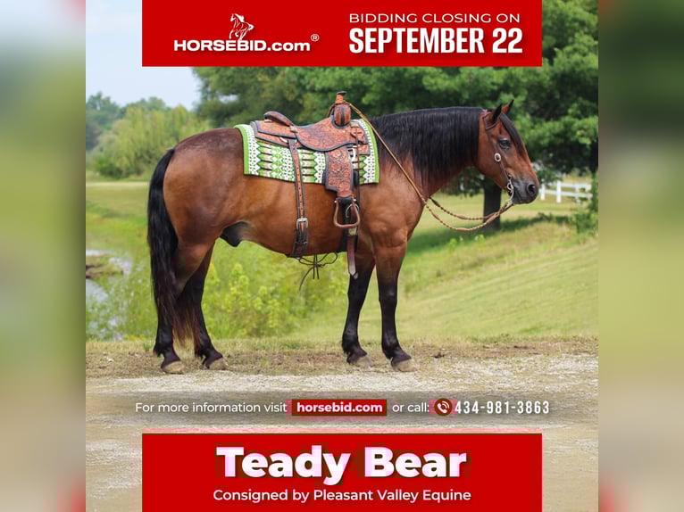 Draft Horse Mix Gelding 9 years 15,1 hh Bay in Robards