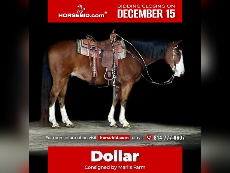 Draft Horse Mix Gelding 9 years 15.1 hh Bay in Rebersburg