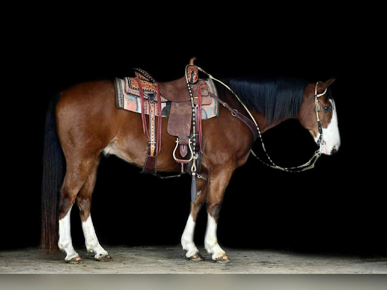 Draft Horse Mix Gelding 9 years 15.1 hh Bay in Rebersburg