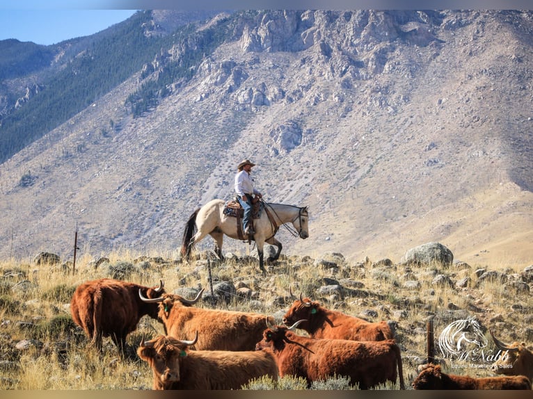 Draft Horse Mix Gelding 9 years 15,2 hh Buckskin in Cody