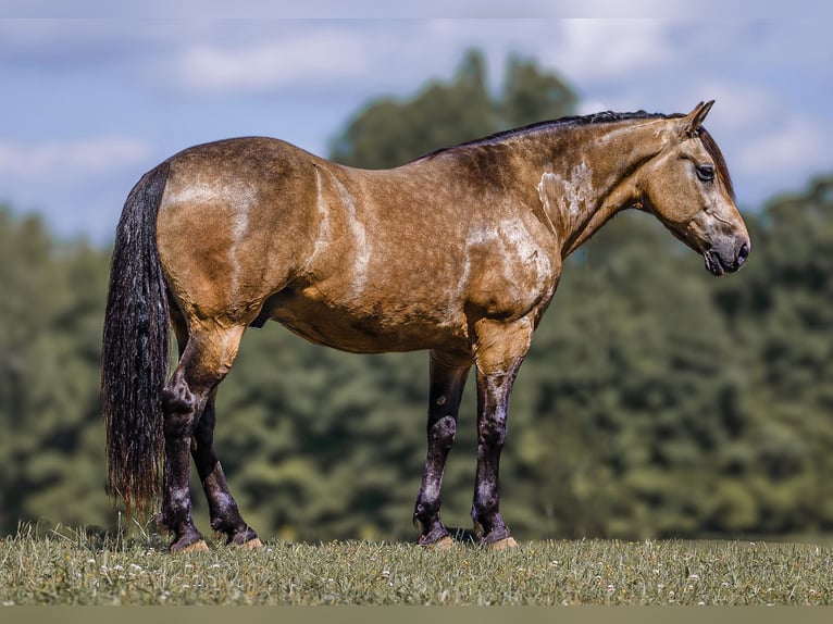 Draft Horse Mix Gelding 9 years 15,2 hh Buckskin in Lyles