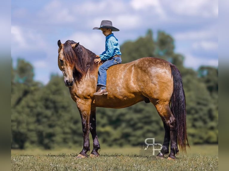 Draft Horse Mix Gelding 9 years 15,2 hh Buckskin in Lyles