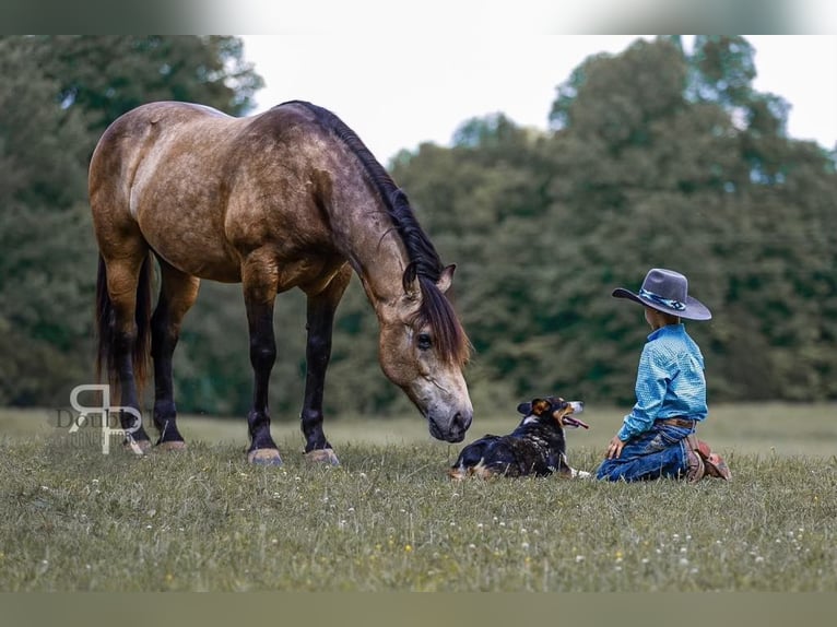 Draft Horse Mix Gelding 9 years 15,2 hh Buckskin in Lyles