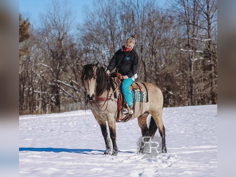 Draft Horse Mix Gelding 9 years 15,2 hh Buckskin in Lyles