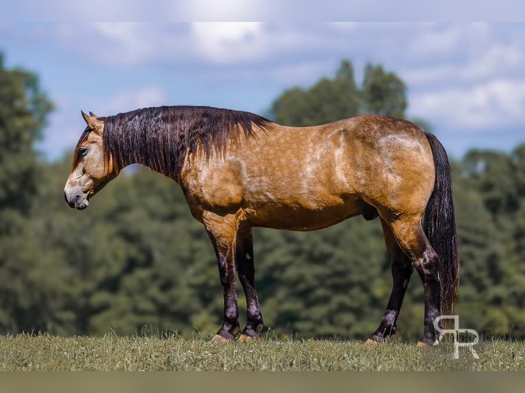 Draft Horse Mix Gelding 9 years 15,2 hh Buckskin in Lyles