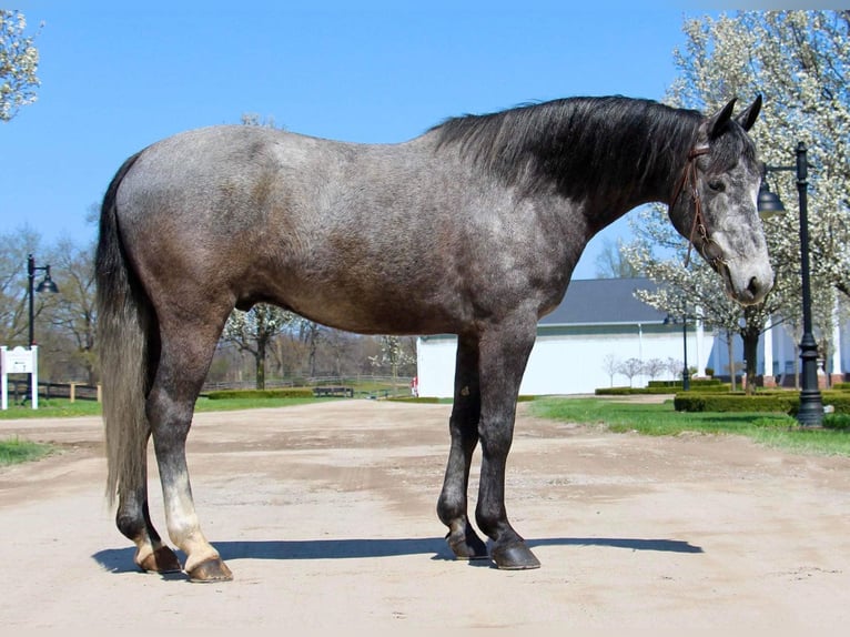 Draft Horse Gelding 9 years 15,2 hh Gray in HIghland MI