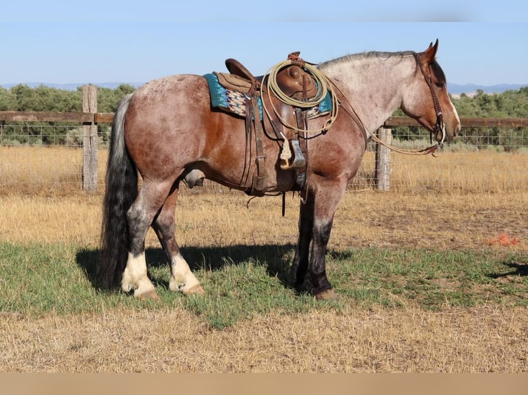 Draft Horse Mix Gelding 9 years 15,2 hh Roan-Bay in Congress, AZ
