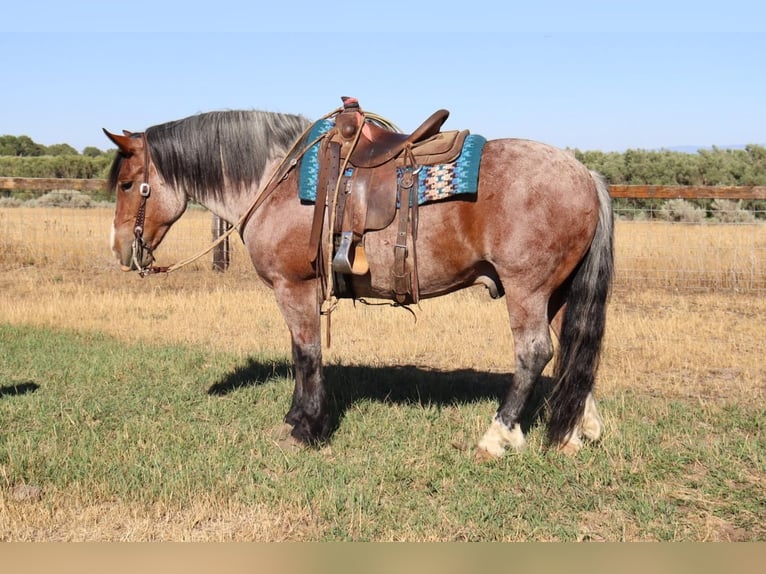 Draft Horse Mix Gelding 9 years 15,2 hh Roan-Bay in Congress, AZ