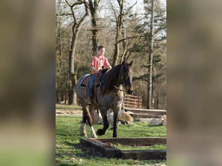Draft Horse Mix Gelding 9 years 15,2 hh Roan-Blue in Purdy, MO