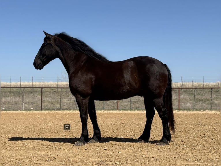 Draft Horse Gelding 9 years 15.3 hh Black in Weatherford