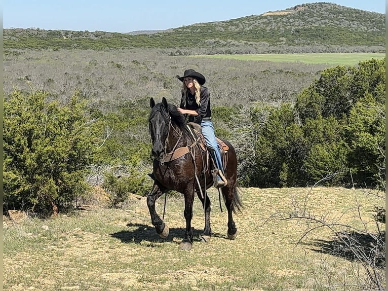 Draft Horse Gelding 9 years 15.3 hh Black in Weatherford