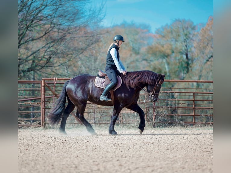 Draft Horse Mix Gelding 9 years 15,3 hh Roan-Blue in Athens