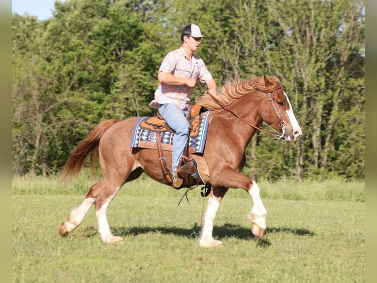 Draft Horse Gelding 9 years 15,3 hh Sorrel in Somerset Ky