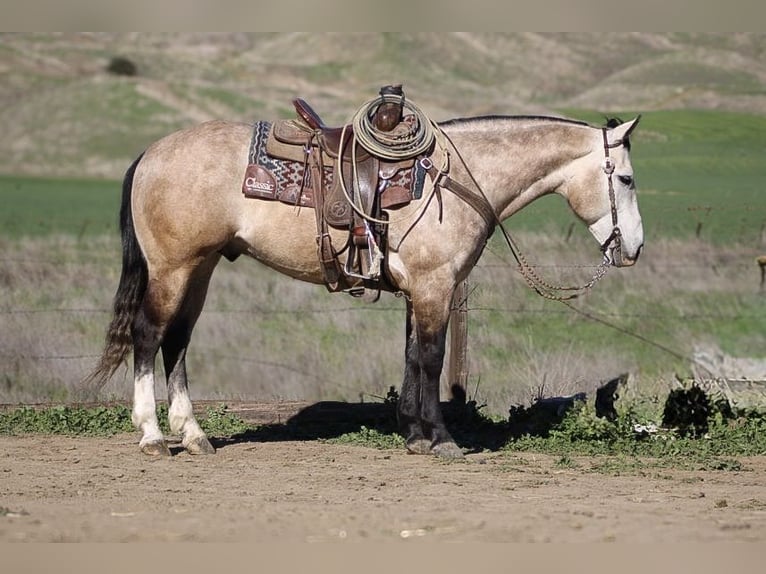 Draft Horse Gelding 9 years 15 hh Grey in Paicines CA