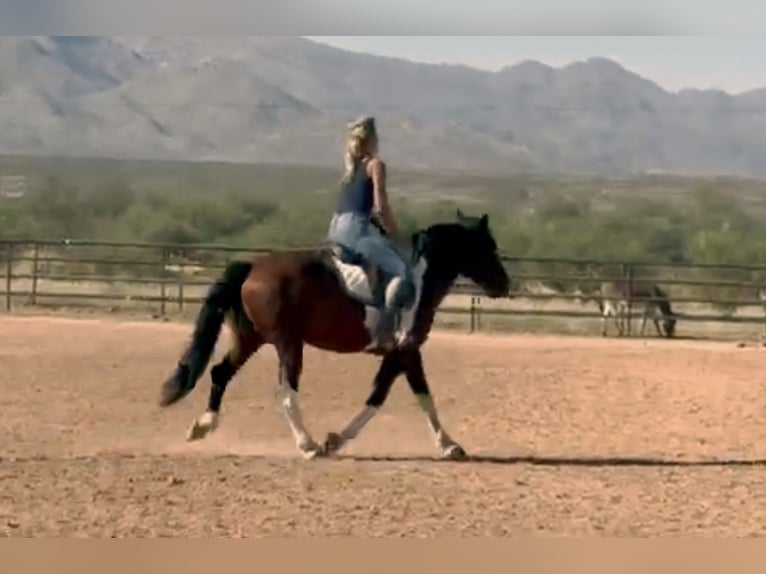 Draft Horse Mix Gelding 9 years 15 hh Pinto in Marana