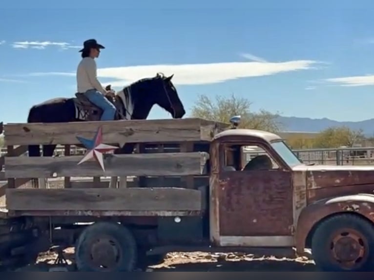 Draft Horse Mix Gelding 9 years 15 hh Pinto in Marana