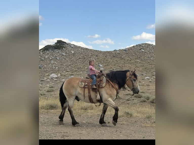 Draft Horse Mix Gelding 9 years 15,1 hh Buckskin in Cody