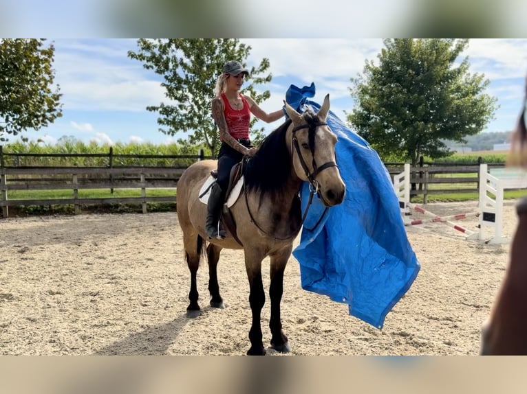 Draft Horse Gelding 9 years 15,2 hh Buckskin in Gap