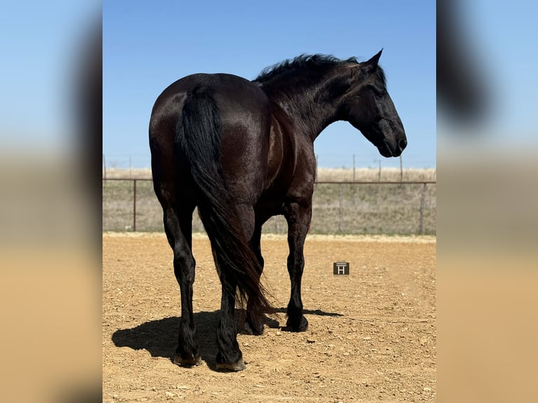Draft Horse Gelding 9 years 15,3 hh Black in Weatherford
