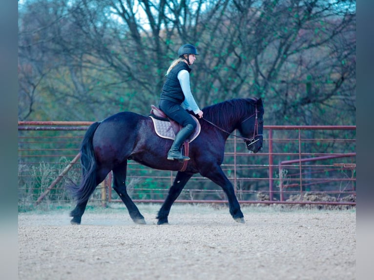 Draft Horse Mix Gelding 9 years 15,3 hh Roan-Blue in Athens