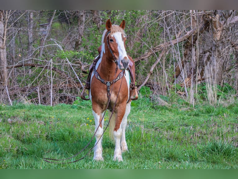 Draft Horse Gelding 9 years 16,1 hh Chestnut in Flemingsburg, KY