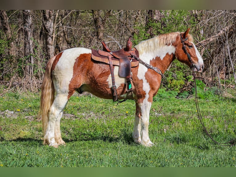 Draft Horse Gelding 9 years 16,1 hh Chestnut in Flemingsburg, KY