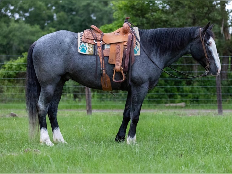 Draft Horse Gelding 9 years 16.1 hh Roan-Blue in Rusk TX