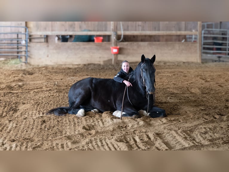 Draft Horse Mix Gelding 9 years 16 hh Black in Fredericksburg