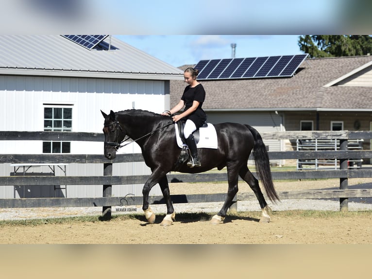 Draft Horse Mix Gelding 9 years 16 hh Black in Fredericksburg