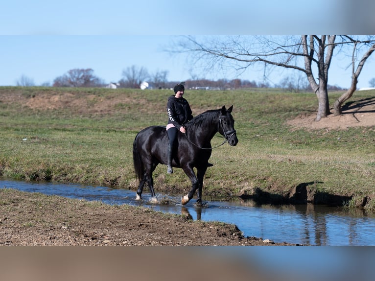 Draft Horse Mix Gelding 9 years 16 hh Black in Fredericksburg