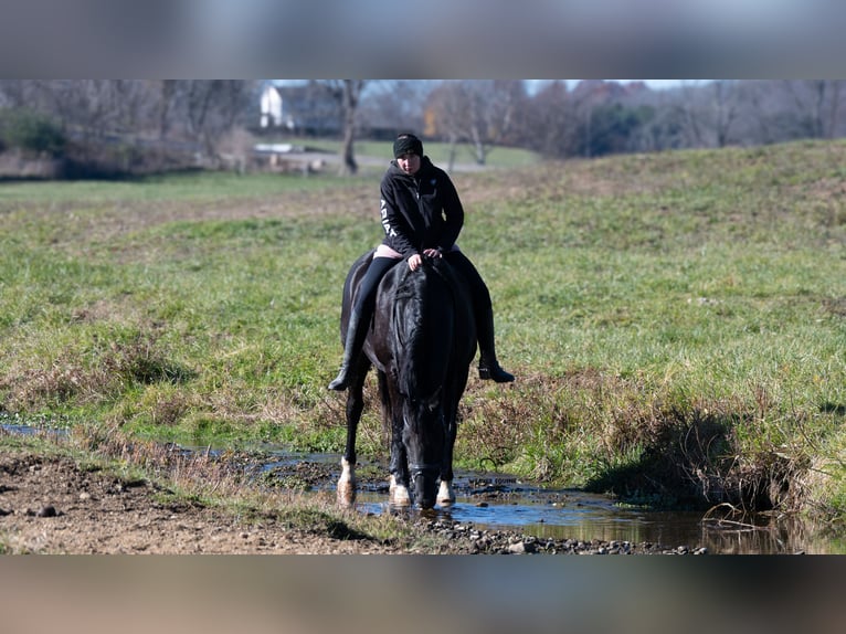 Draft Horse Mix Gelding 9 years 16 hh Black in Fredericksburg