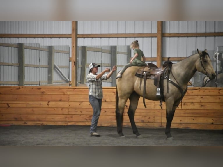 Draft Horse Mix Gelding 9 years 16 hh Buckskin in Rebersburg