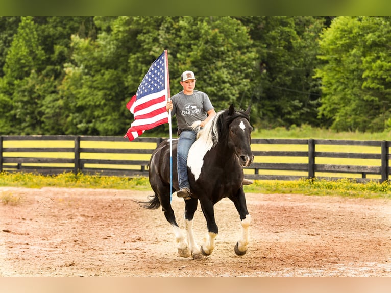 Draft Horse Mix Gelding 9 years 16 hh Pinto in Crab Orchard