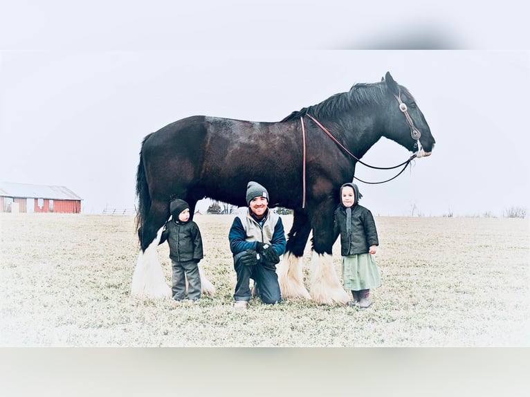 Draft Horse Gelding 9 years 17 hh Black in Fairbanks IA