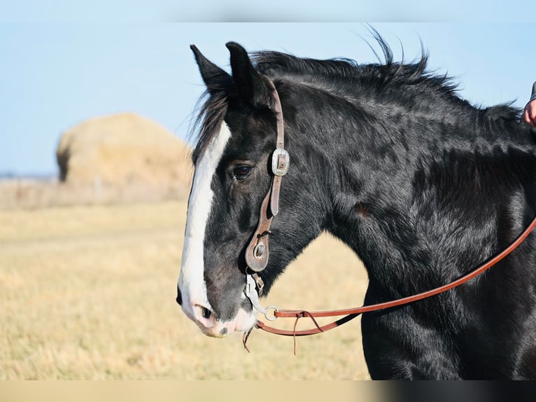 Draft Horse Gelding 9 years 17 hh Black in Fairbanks IA