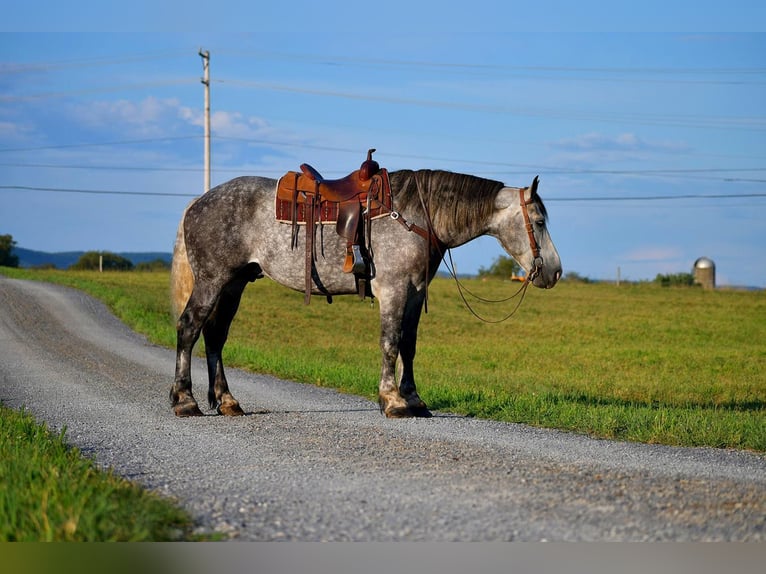 Draft Horse Mix Gelding 9 years 17 hh Gray in Howard, PA