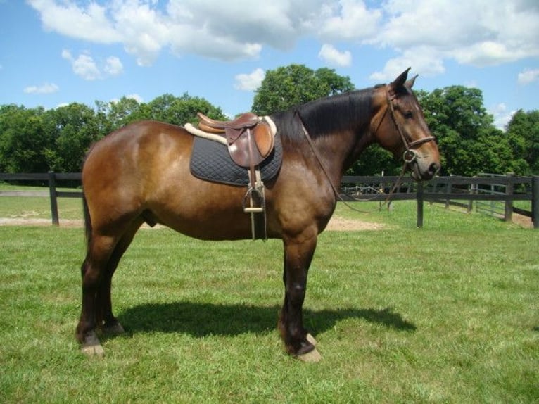 Draft Horse Gelding 9 years 17,1 hh Bay in LEXINGTON, KY