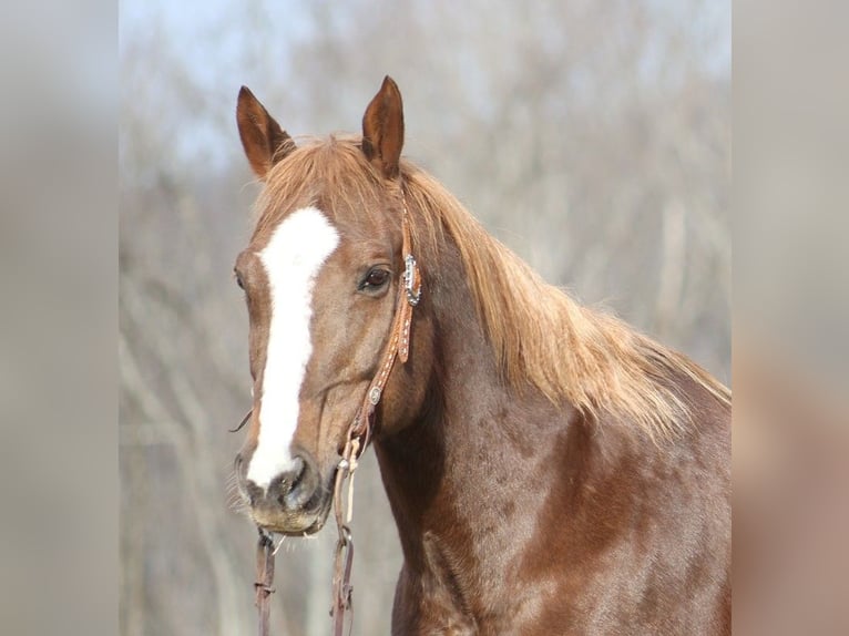 Draft Horse Gelding 9 years Chestnut in Brodhead KY