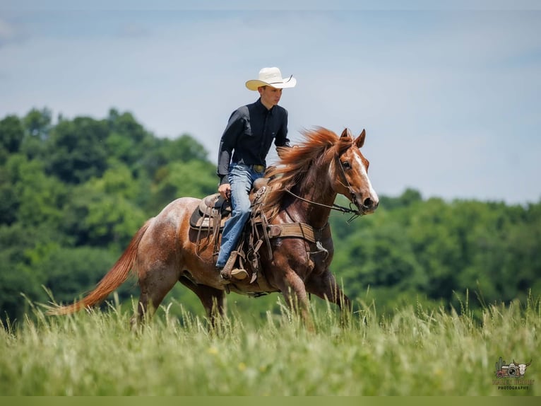 Draft Horse Mix Gelding 9 years Roan-Red in Auburn