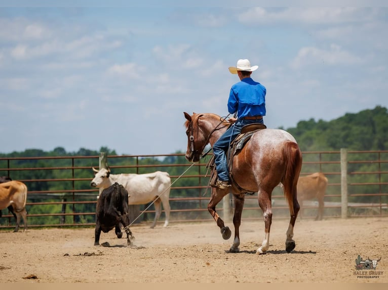 Draft Horse Mix Gelding 9 years Roan-Red in Auburn