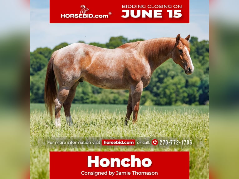 Draft Horse Mix Gelding 9 years Roan-Red in Auburn