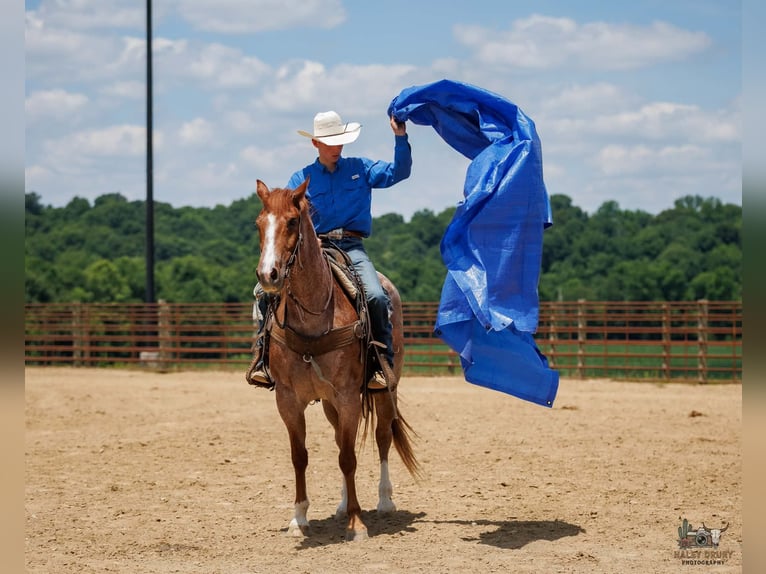 Draft Horse Mix Gelding 9 years Roan-Red in Auburn