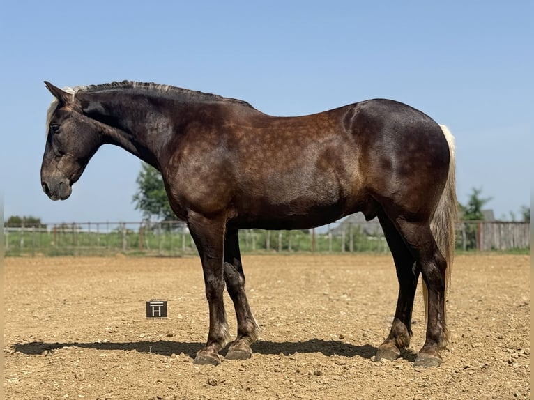 Draft Horse Mix Gelding 9 years  in Weatherford