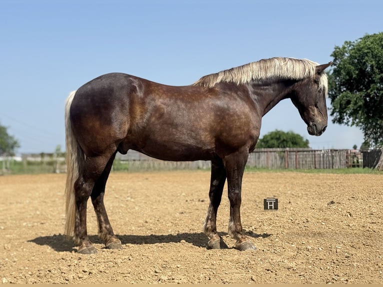 Draft Horse Mix Gelding 9 years  in Weatherford