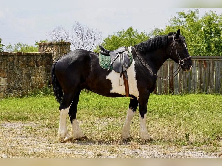 Draft Horse Mix Gelding 9 years in Kaufman, TX