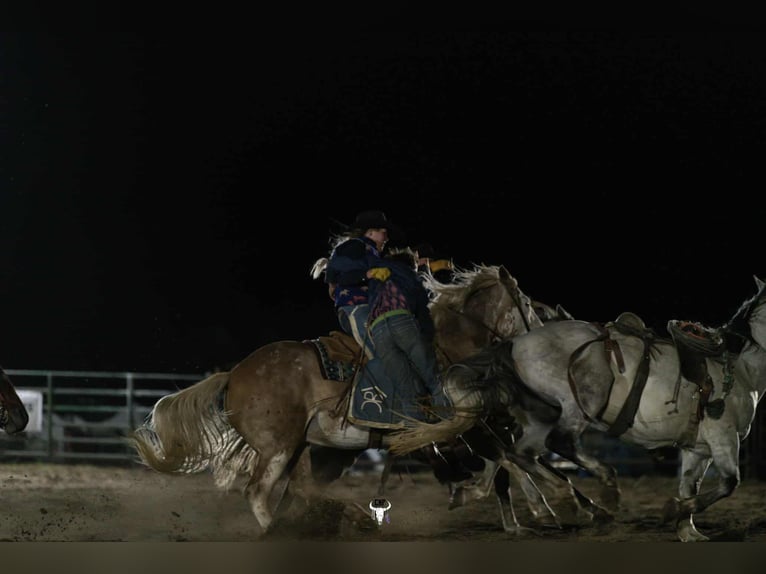 Draft Horse Mix Giumenta 10 Anni 163 cm Sabino in Hastings